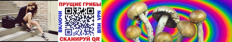 Псилоцибиновые грибы Psilocybine cubensis  Купить закладки  Каргат 
